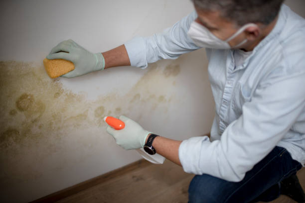 Best Attic Mold Removal  in Dixon, MO
