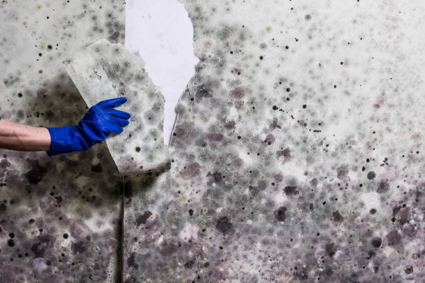 Mold Removal Process in Dixon, MO